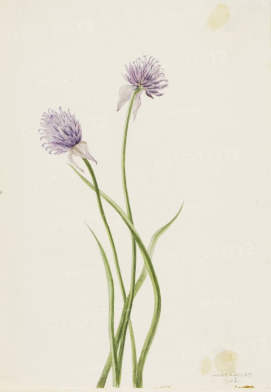 Siberian Onion (Allium sibericum), 1903.