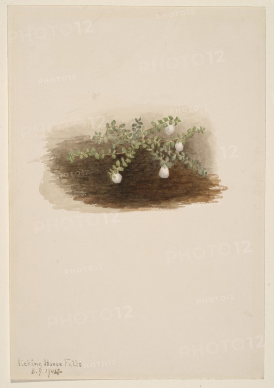 Chiogenes hispidula, 1904.