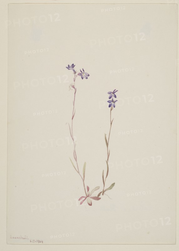 Lobelia Kalmii, 1904.