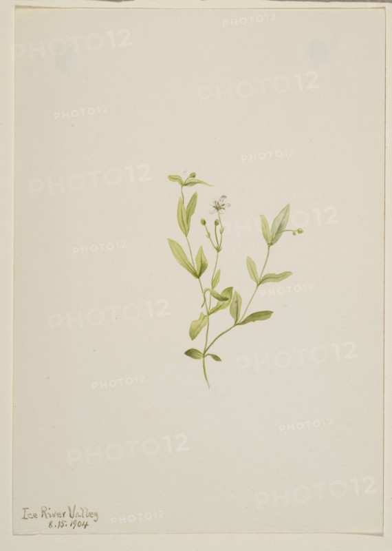 Moehringia laberiflora, 1904.