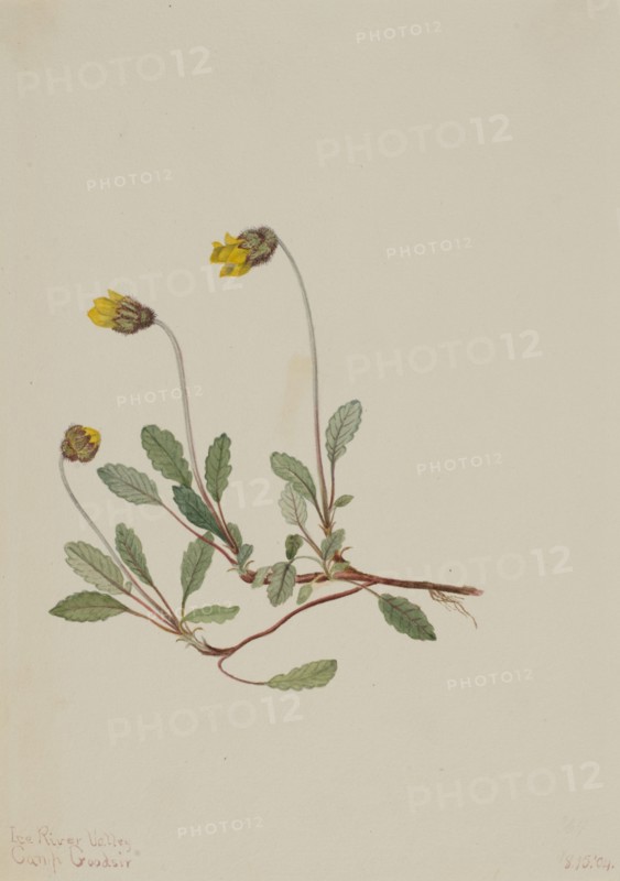 Yellow Dryad (Dryas drummondii), 1904.