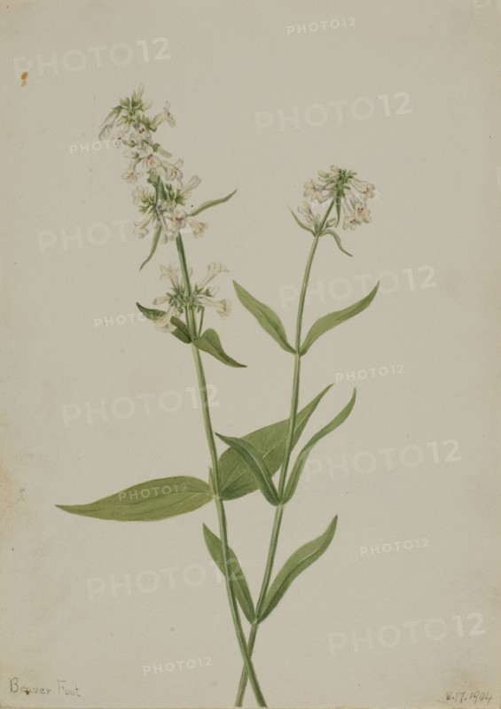 Yellow Pentstemon (Pentstemon confertus), 1904.