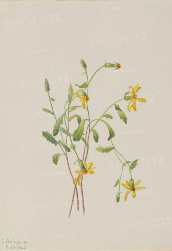 Alpine Ragwort (Senecio species), 1905.