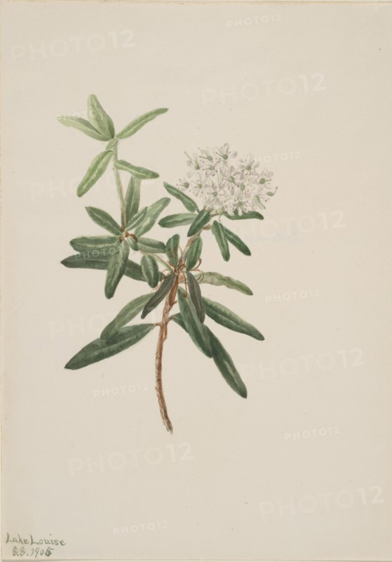 Labrador Tea (Ledum groenlandicum), 1905.