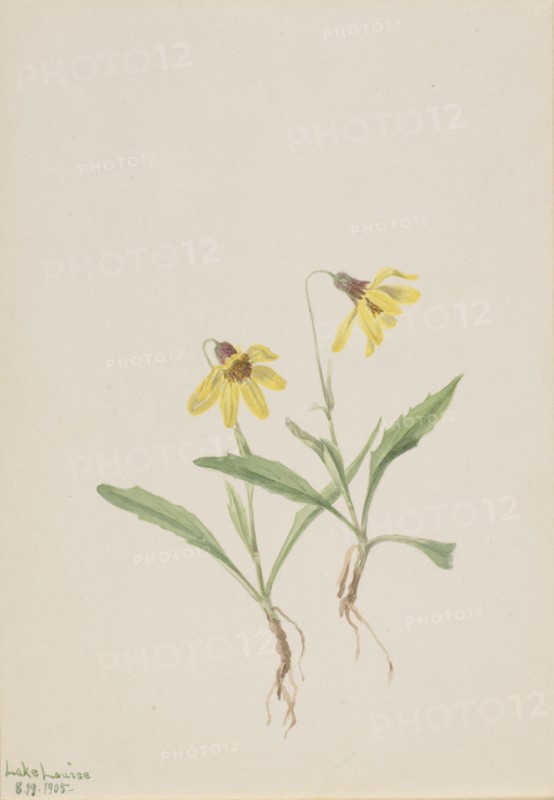 Lake Louise Arnica (Arnica louisiana), 1905.