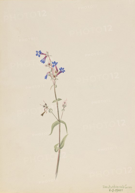 Pentstemon (Pentstemon procerus), 1905.