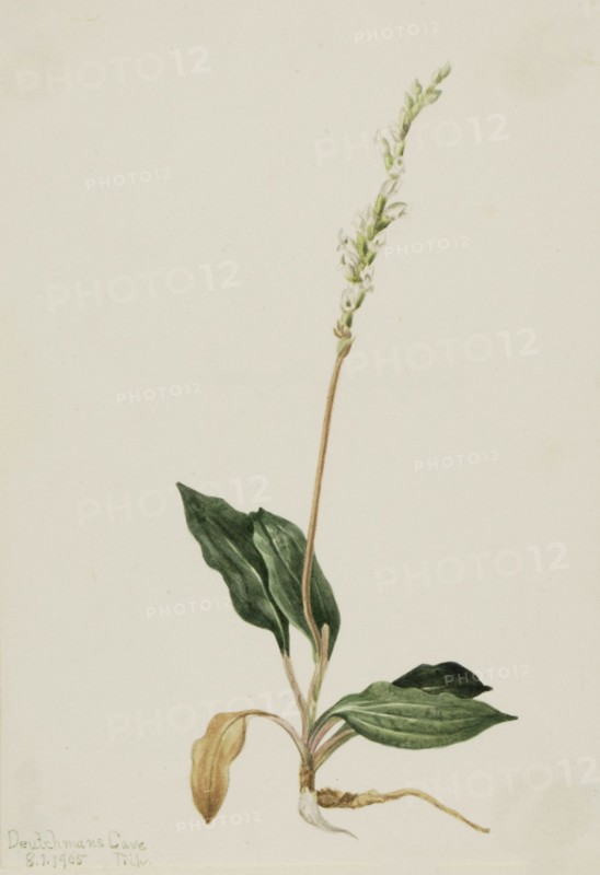 Western Rattlesnake Plantain (Peranium decipiens), 1905.
