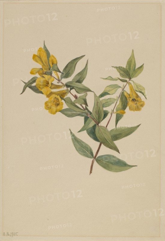 Yellow Jessamine (Gelsemium sempervirens), 1905.