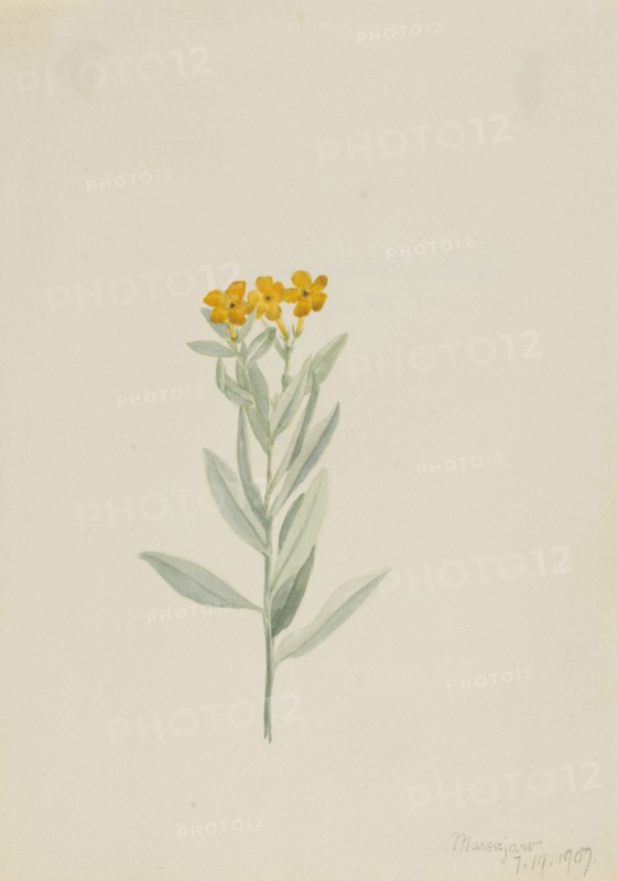 Lithospermum canescens, 1907.