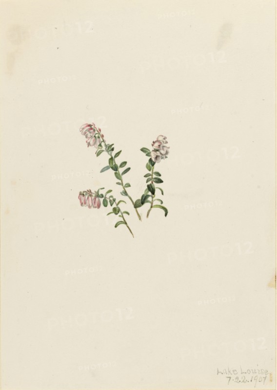 Mountain Cranberry (Vaccinium vitisidaea minus), 1907.