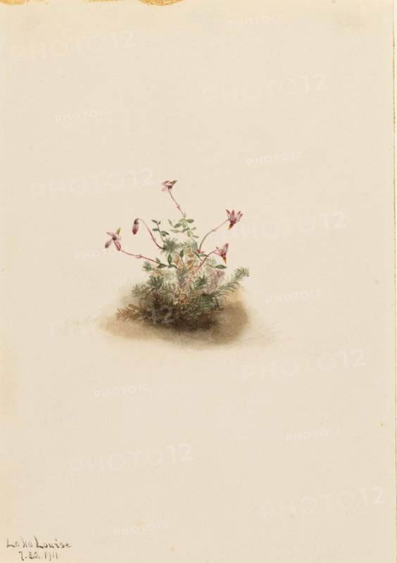 Small Cranberry (Oxycoccus palustris), 1911.