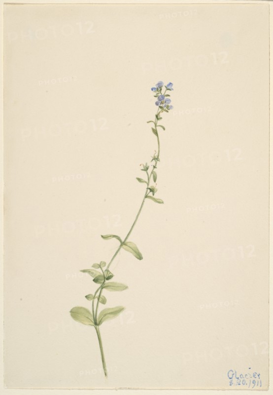 Veronica serpyllifolia, 1911.