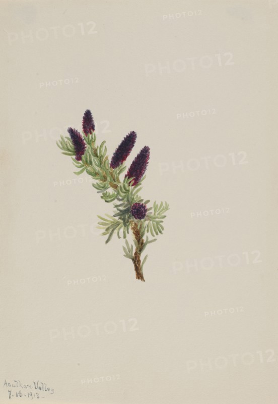 Picea engelmanni, 1913.