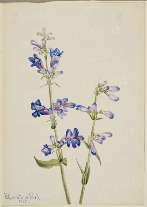 Blue Beard-Tongue (Pentstemon), 1915.