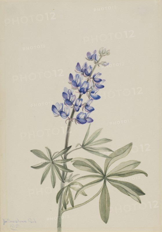 Blue Lupine (Lupinus argenteus), 1915.