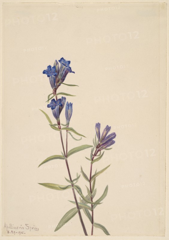 Gentian (Gentiana affinis), 1915.