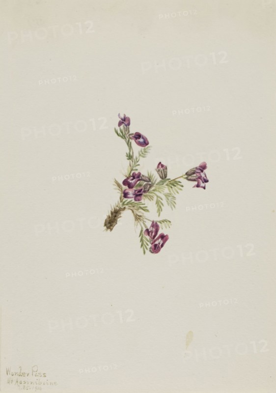 Alpine Pointvetch (Oxytropis podocarpa), 1916.