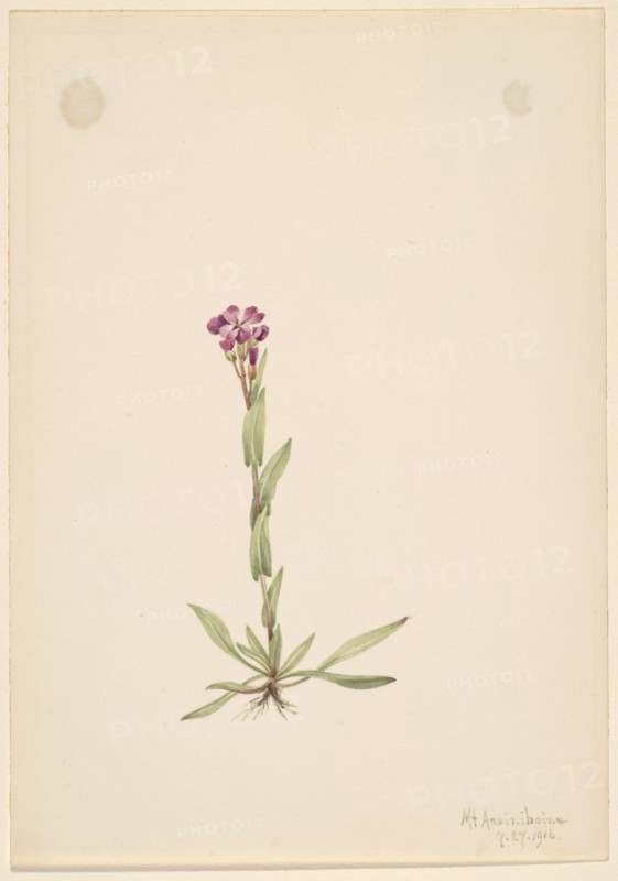 Arabis lyallii, 1916.