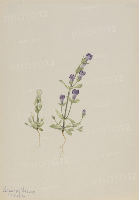 Gentiana propingua, 1916.