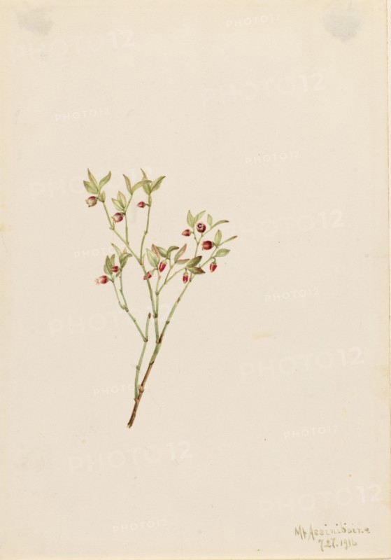 Grouse Whortleberry (Vaccinum scoparium), 1916.