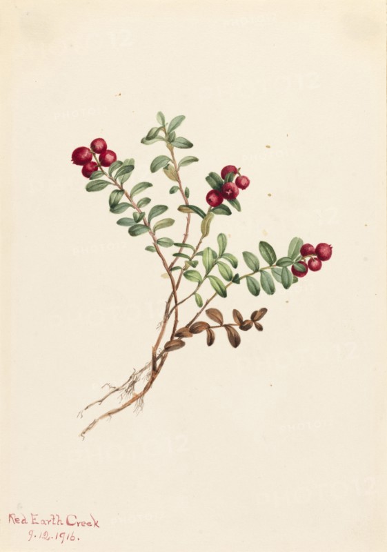 Mountain Cranberry (Vaccinium vitisdaea minus), 1916.