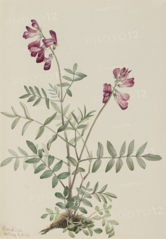 Northern Hedysarum (Hedysarum boreale), 1916.