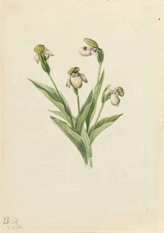 Northern Lady's Slipper (Cypripedium passerinum), 1916.