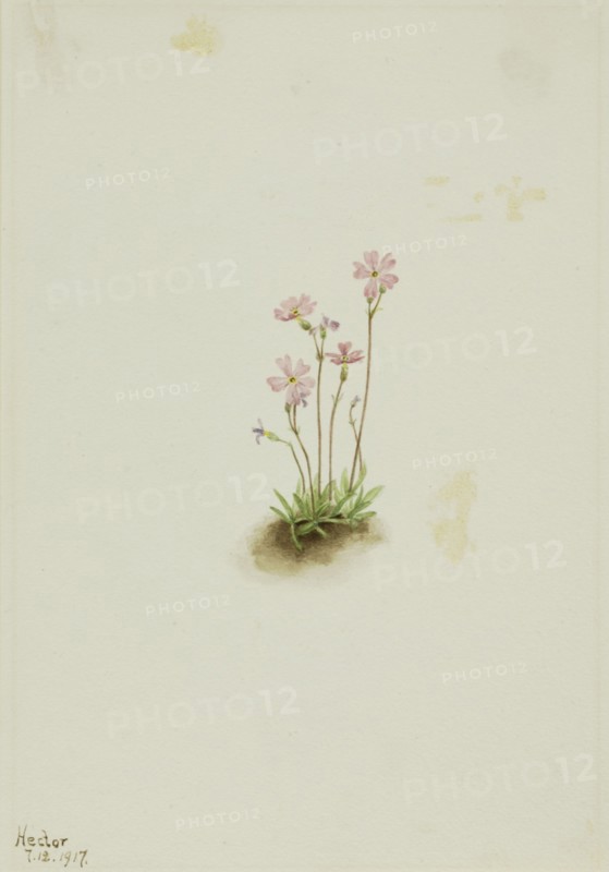 Alberta Primrose (Primula maccalliana), 1917.