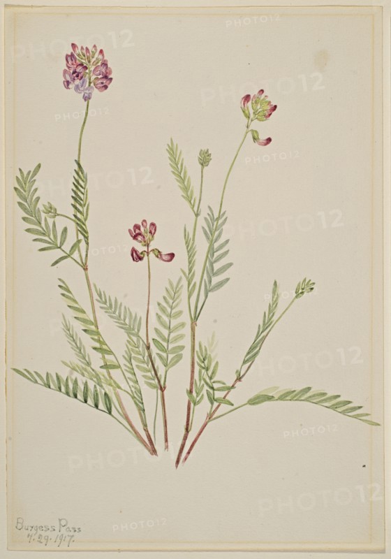 Alpine Vetch (Astragalus bourgovii), 1917.