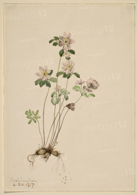 Anemonella (Syndesmon thalictroides), 1917.