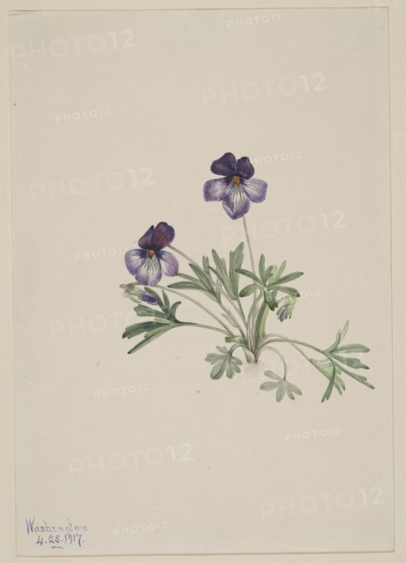 Birdsfoot Violet (Viola pedata), 1917.