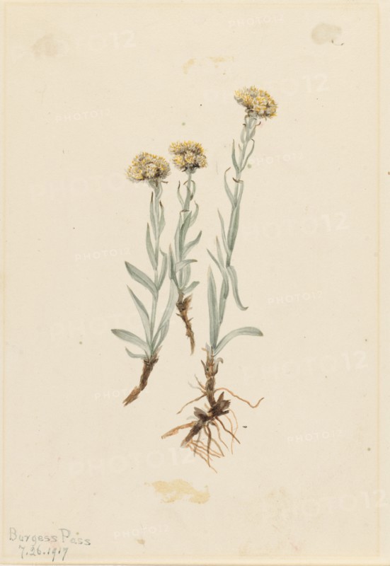 Buff Pussytoes (Antennaria luzuloides), 1917.