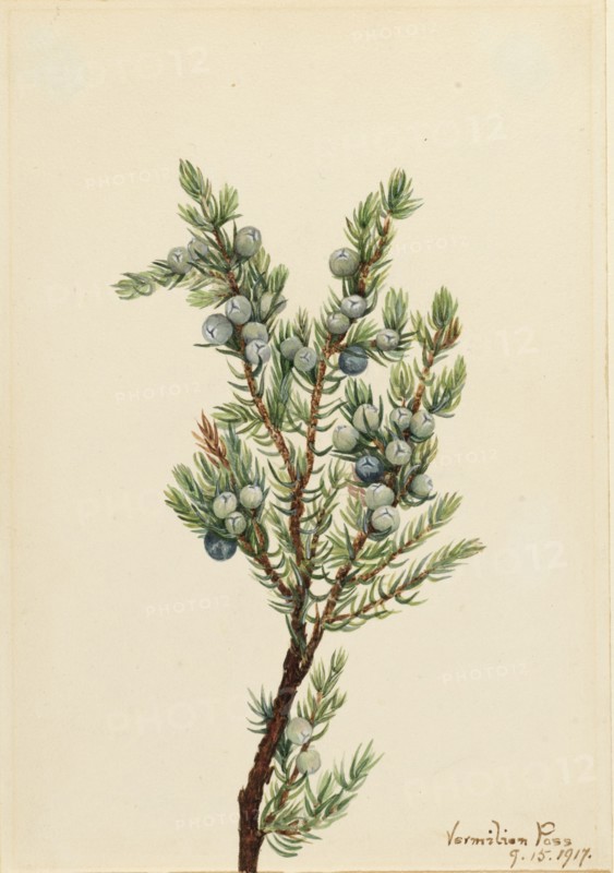 Mountain Juniper (Juniperus sibirica), 1917.