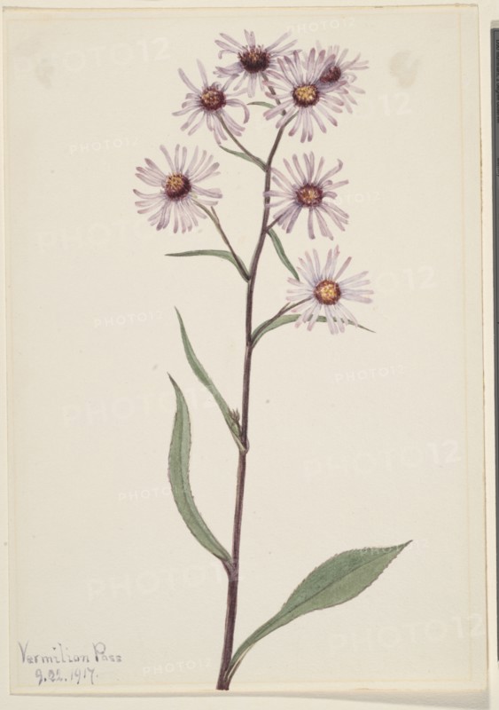 Showy Aster (Aster conspicuus), 1917.