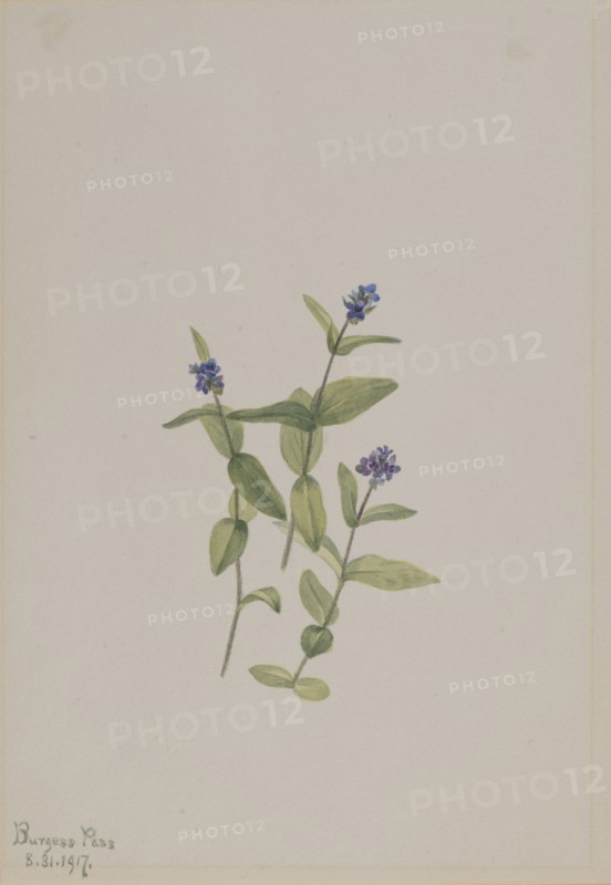 Veronica wormskjoldii, 1917.
