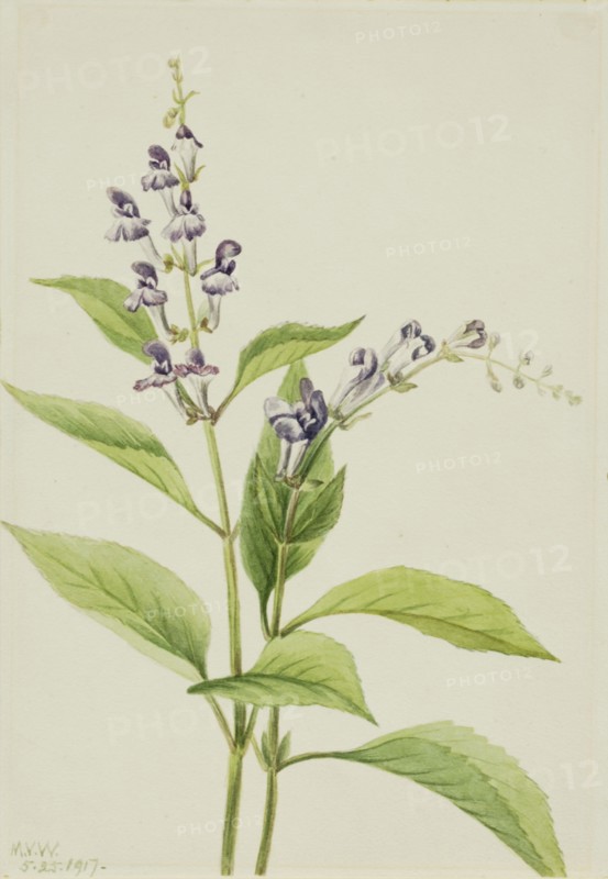 Wood Skullcap (Scutellaria serrata), 1917.