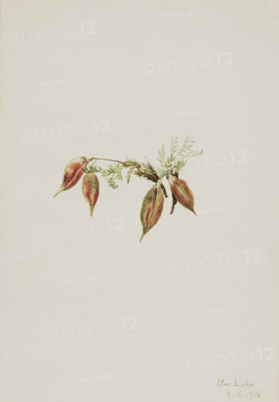 Alpine Pointvetch (Oxytropis podocarpa), 1918.