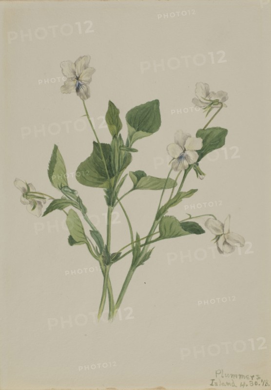 Cream Violet (Viola striata), 1918.