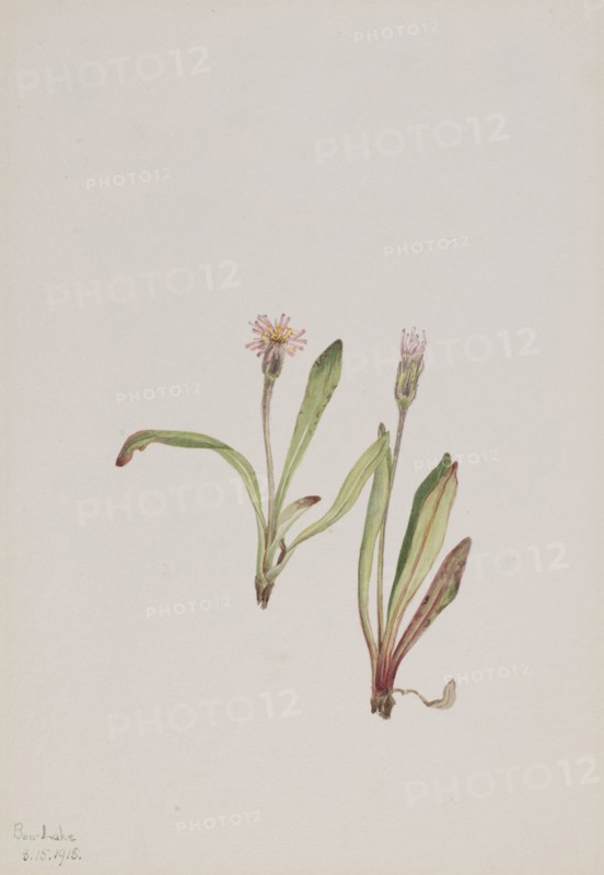 False Dandelion (Agoseris carnea), 1918.