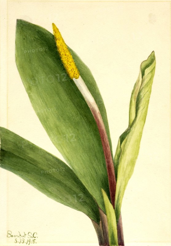 Goldenclub (Orontium aquaticum), 1918.
