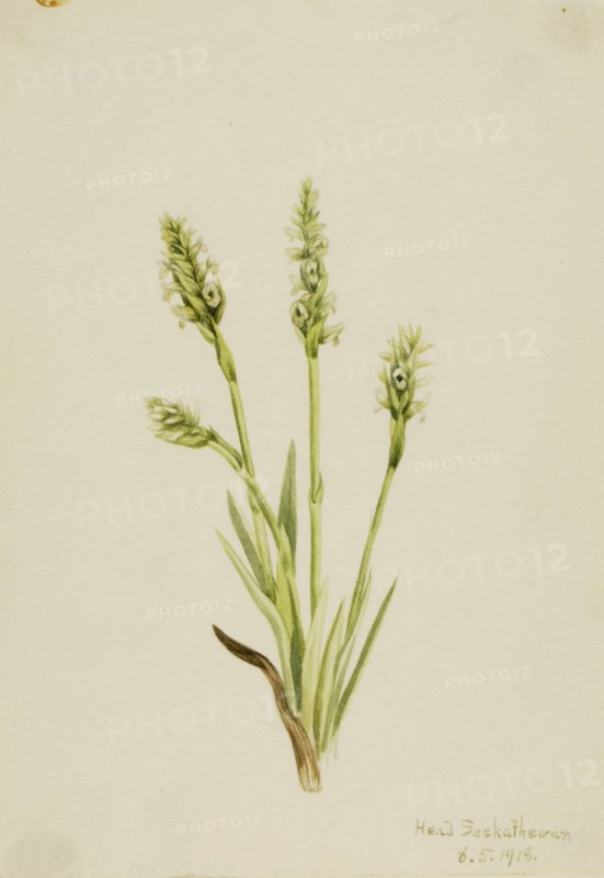 Hooded Ladies-Tresses (Ibidium strictum), 1918.