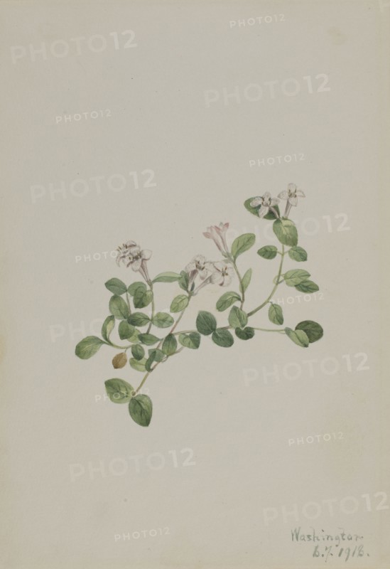 Partridgeberry (Mitchella repena), 1918.