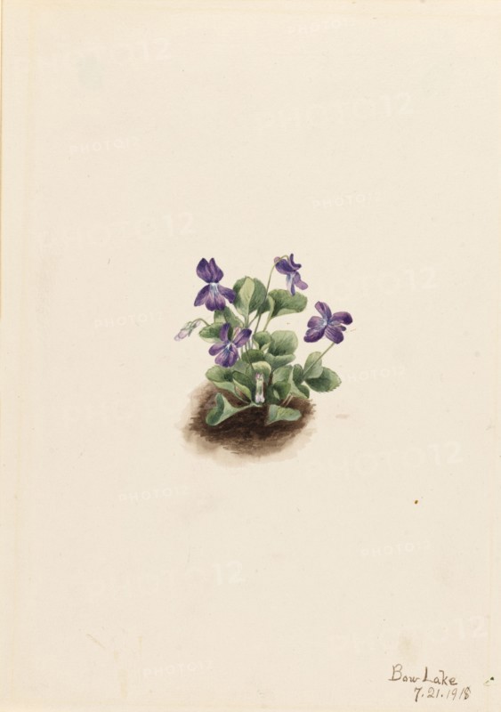 Purple Mountain Violet (Viola adunca), 1918.