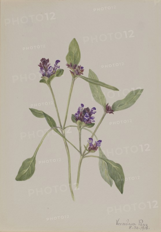 Self-Heal (Prunella vulgaris), 1918.