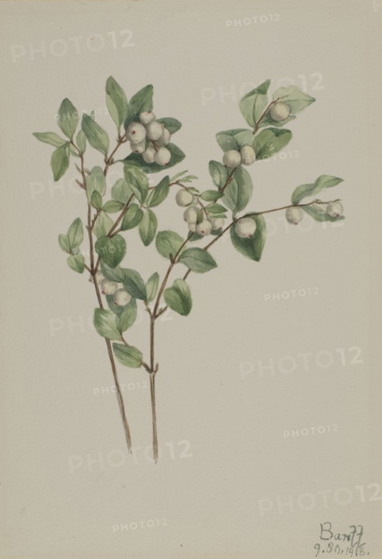 Snowberry (Symphoricarpos albus), 1918.