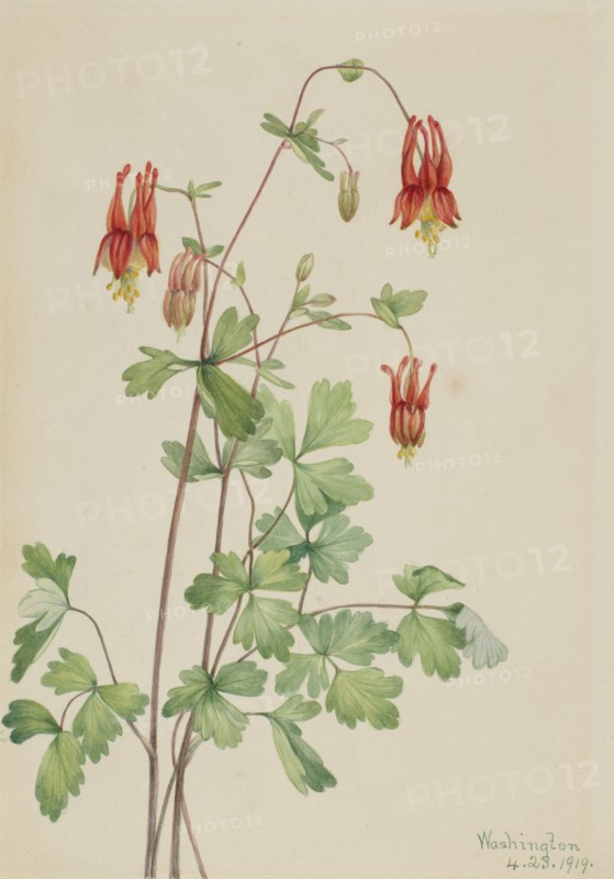 American Columbine (Aquilegia canadensis), 1919.