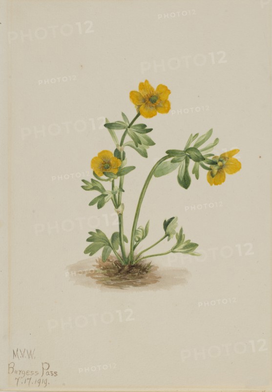 Avalanche Buttercup (Ranunculus suksdorfii), 1919.
