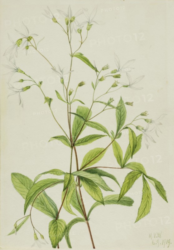 Bowmansroot (Porteranthus trifoliatus), 1919.