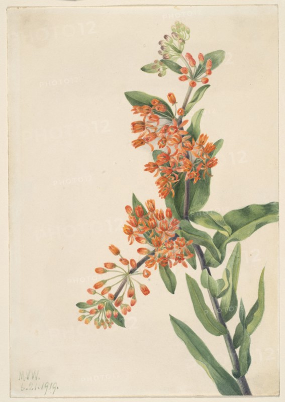 Butterfly Weed (Ascelpias tuberosa), 1919.
