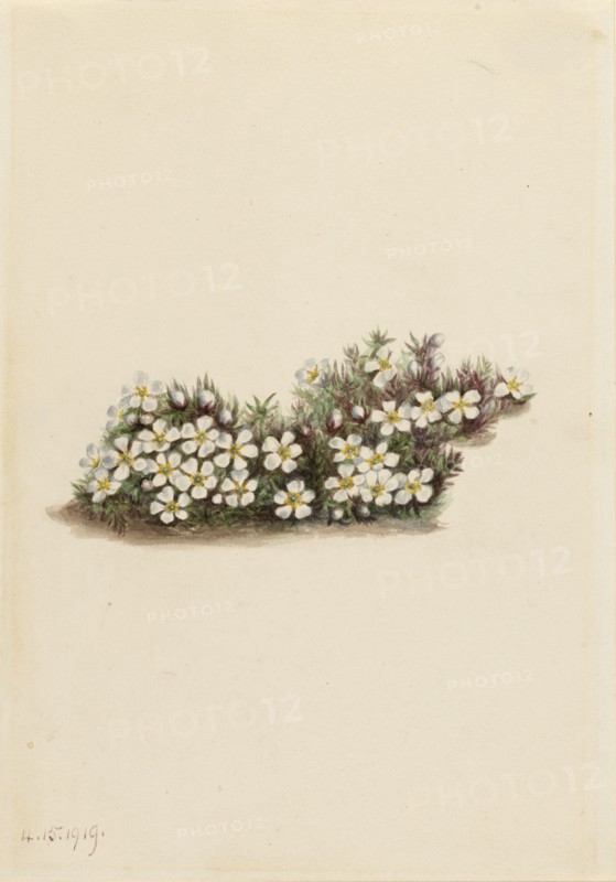 Pyxie (Pyxidanthera barbulata), 1919.